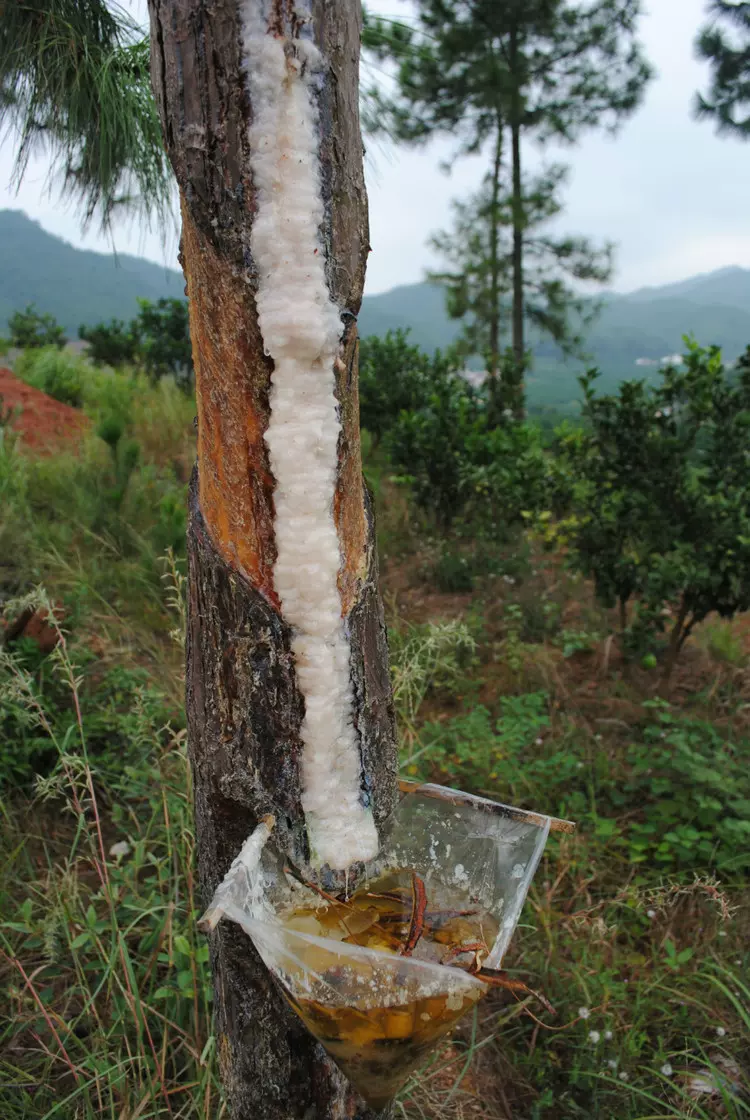 松脂油 新人首单立减十元 22年1月 淘宝海外