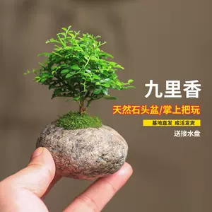 bonsai plant stone Latest Top Selling Recommendations | Taobao