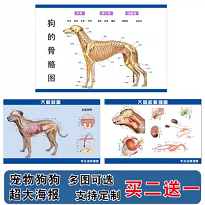 期間限定】 犬の臨床解剖 だいさん様専用 - terrapuradf.org.br