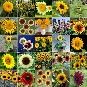 切花向日葵 新人首单立减十元 22年9月 淘宝海外