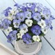 The horny pansy flower seedlings wrinkled edges The horny pansy pansy cold-resistant garden garden garden plantings balcony potted plants are cold-resistant and easy to maintain