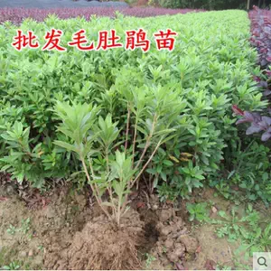 毛花坛 新人首单立减十元 22年4月 淘宝海外