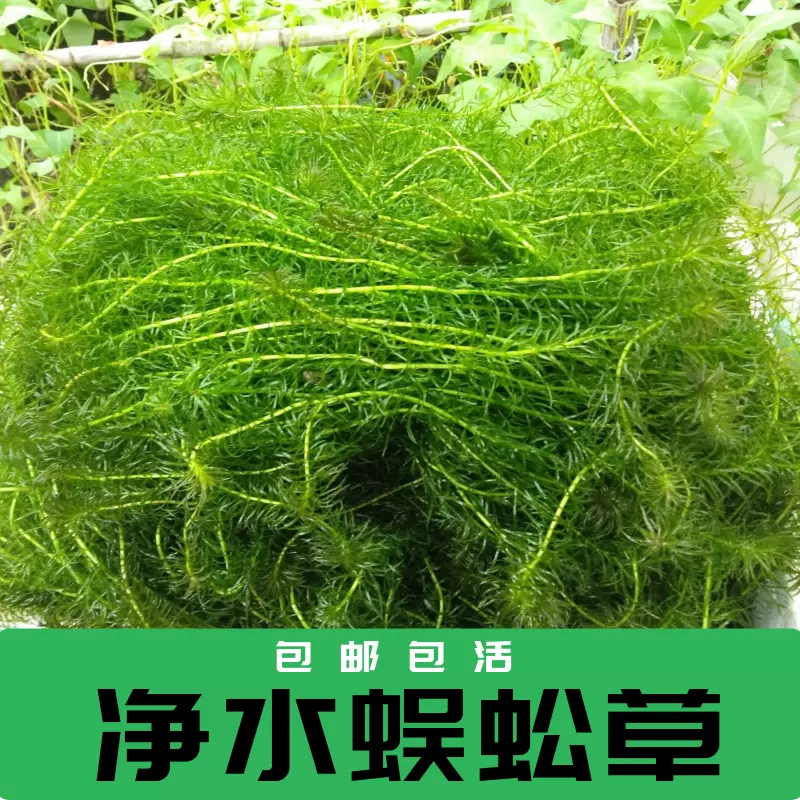 净水植物蜈蚣草鱼缸造景懒人水草冷水真水草耐低温浮萍水蕴草鱼虾 Taobao