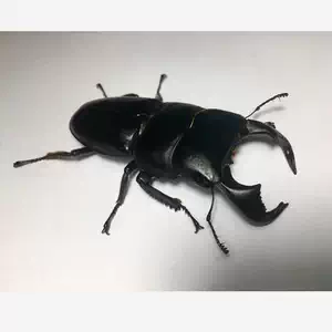 锹甲虫标本 新人首单立减十元 22年3月 淘宝海外