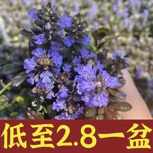 山野草 Top 0件山野草 23年2月更新 Taobao