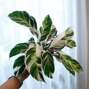 油画荷兰 新人首单立减十元 22年3月 淘宝海外