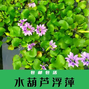 水生植物水葫芦 新人首单立减十元 22年9月 淘宝海外