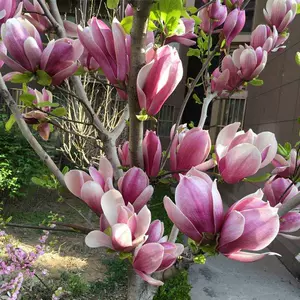 广玉兰树苗庭院 新人首单立减十元 22年6月 淘宝海外