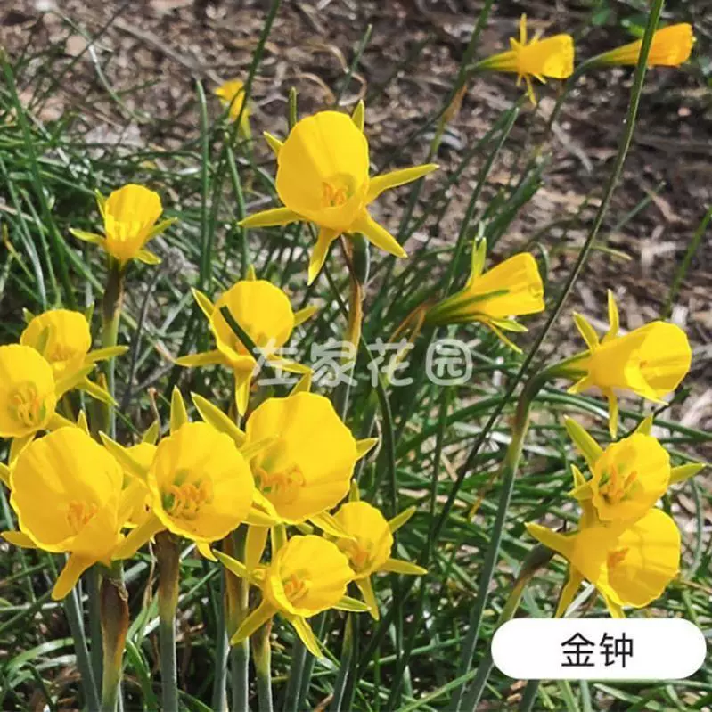 围裙水仙种球3球装秋冬季种植庭院花园盆栽多年生观花