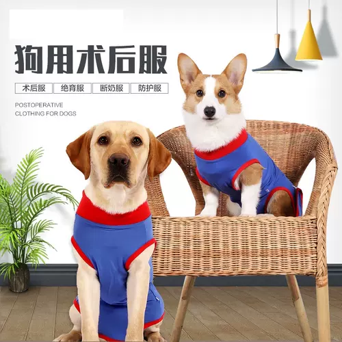 狗术后服绝育 新人首单立减十元 22年1月 淘宝海外