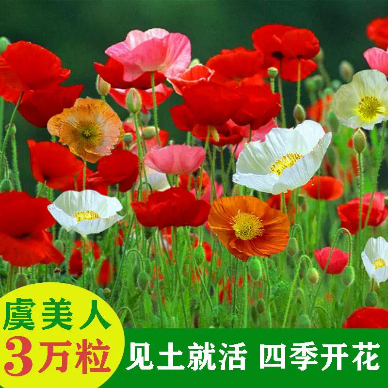 虞美人花种 新人首单立减十元 21年12月 淘宝海外