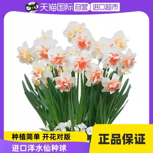 水仙球根 新人首單立減十元 22年10月 淘寶海外