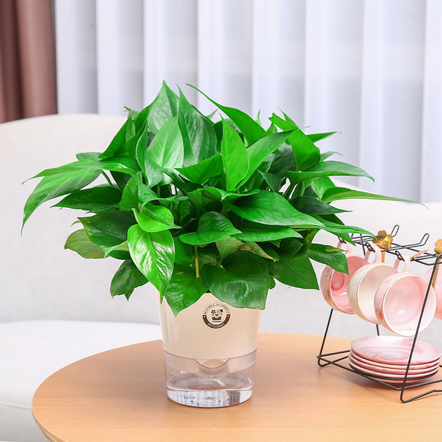 Green ivy potted house plants flowers green plants hydroponics long vines hanging large leaves green basket new house household purifying air