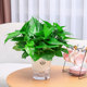 Green ivy potted house plants flowers green plants hydroponics long vines hanging large leaves green basket new house household purifying air