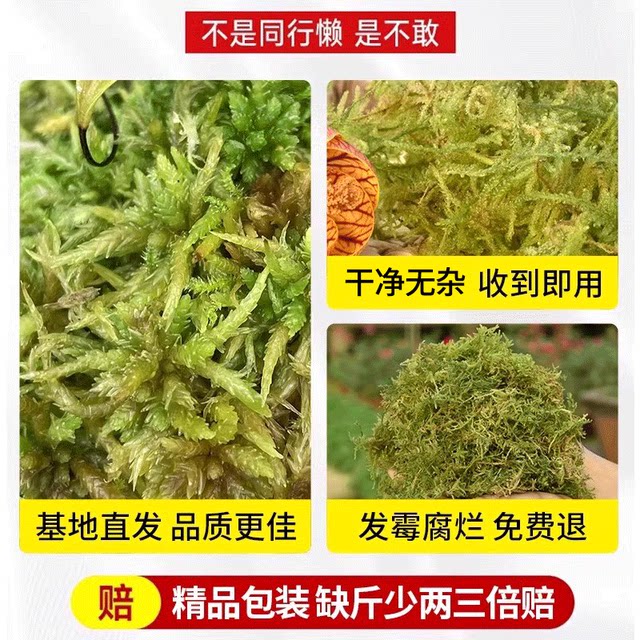 Dry moss, sphagnum moss, moss orchid, Phalaenopsis orchid, dendrobium planting special nutritional soil plant material turtle hibernation water table