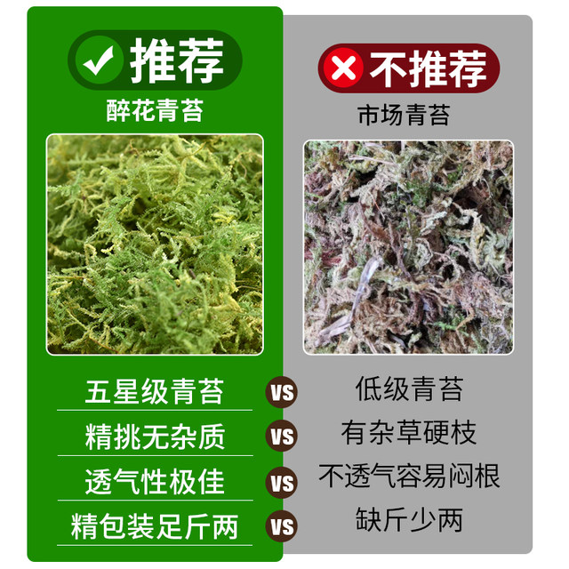 Dry moss, sphagnum moss, moss orchid, Phalaenopsis orchid, dendrobium planting special nutritional soil plant material turtle hibernation water table