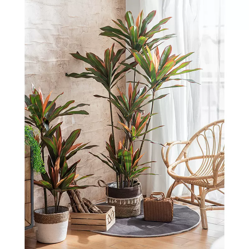 适合室内盆栽 新人首单立减十元 21年11月 淘宝海外 适合室内盆栽 新人首单立减十元 21年11月 淘宝海外