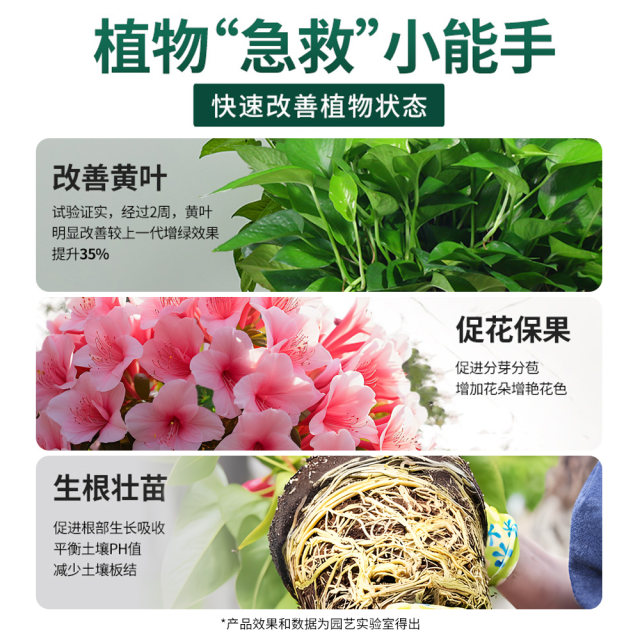 Nutrition solution plants, general type, flower, wealth, wealth, bamboo, green, and radish, hydroponics, potted plants, household flowers, green plant fertilizer