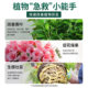 Nutrition solution plants, general type, flower, wealth, wealth, bamboo, green, and radish, hydroponics, potted plants, household flowers, green plant fertilizer