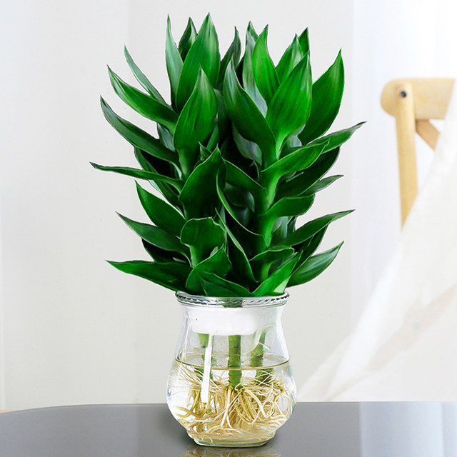 Guanyin Bamboo Rich Bamboo Hydroponic Plants Rooted Flowers Green Plants Pothos Indoor Potted Plants Transfer Bamboo Water for Good Growth