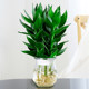 Guanyin Bamboo Rich Bamboo Hydroponic Plants Rooted Flowers Green Plants Pothos Indoor Potted Plants Transfer Bamboo Water for Good Growth