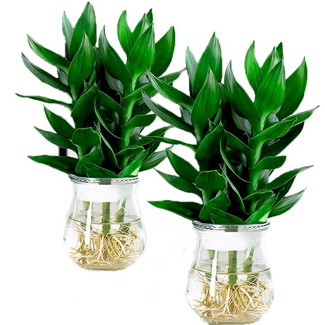 Guanyin Bamboo Rich Bamboo Hydroponic Plants Rooted Flowers Green Plants Pothos Indoor Potted Plants Transfer Bamboo Water for Good Growth