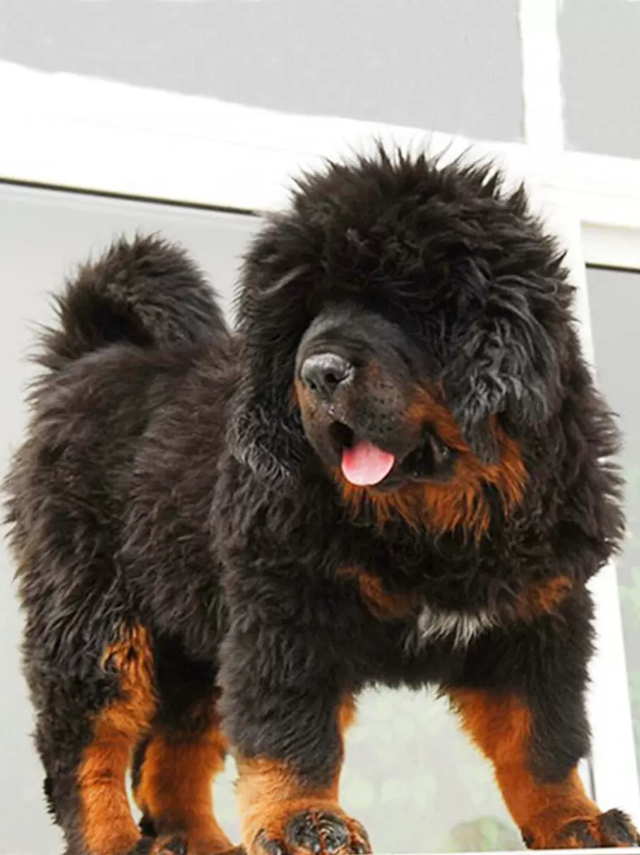 藏獒幼犬出售纯种大型犬活体狮王铁包金雪獒