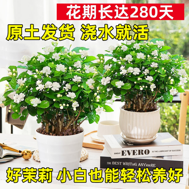Jasmine potted saplings, Jiulixiang old pile green plants, easy to grow indoors, flowers blooming all year round
