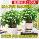 Jasmine potted saplings, Jiulixiang old pile green plants, easy to grow indoors, flowers blooming all year round