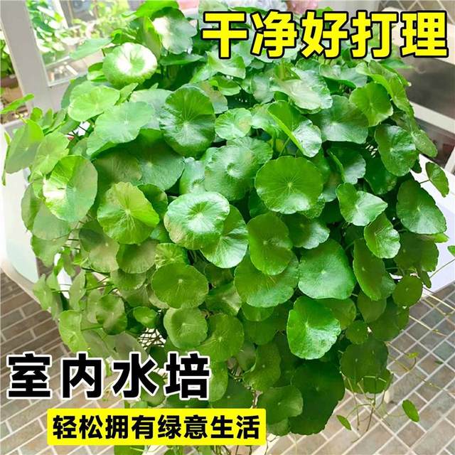 Large-leaf Copper Cotton Grass hydroponic plants indoors good for fish tank water plants special water-raising money grass flowers green plants potted plants