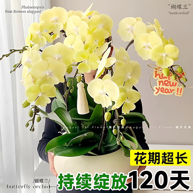 Phalaenopsis, Fennel, Purple Belt and Foil, imported varieties, perennial potted plants with buds, orchid seedlings absorb color and are good for raising green plants.