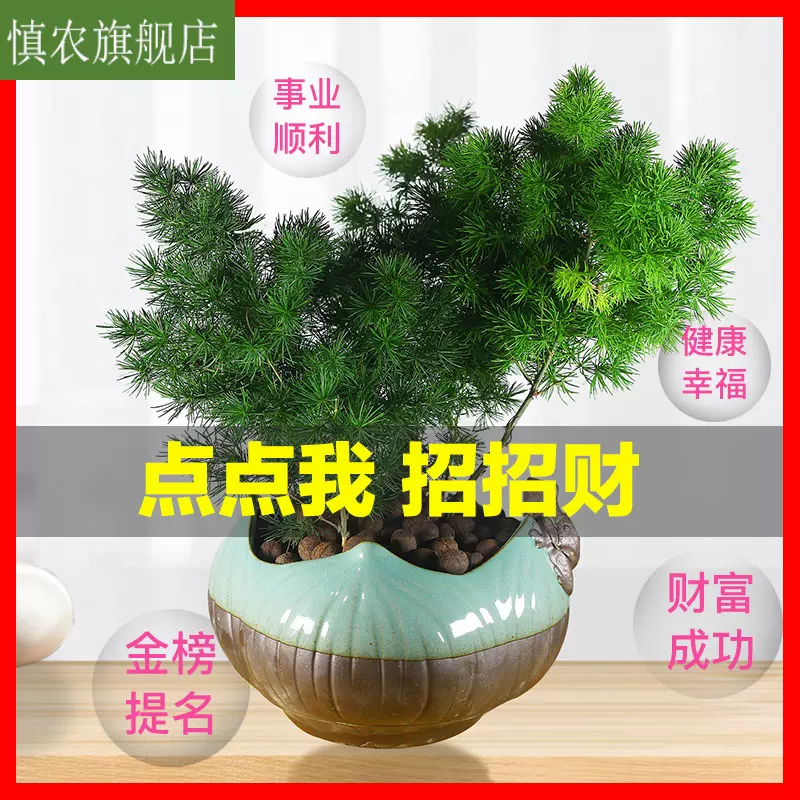 蓬莱松盆 新人首单立减十元 21年11月 淘宝海外