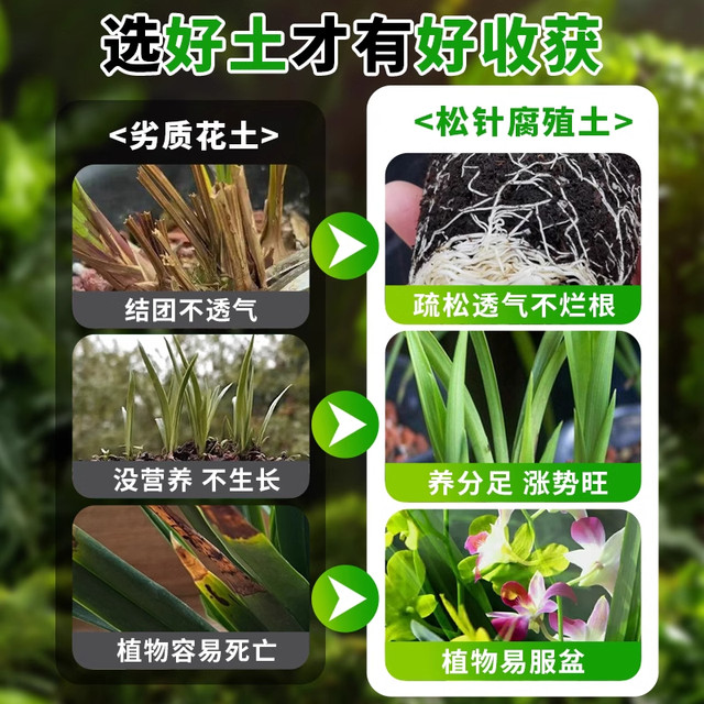 Pine needle humus soil natural corruption and rotten pure gentleman orchid multi -meat peat nutritional soil special soil