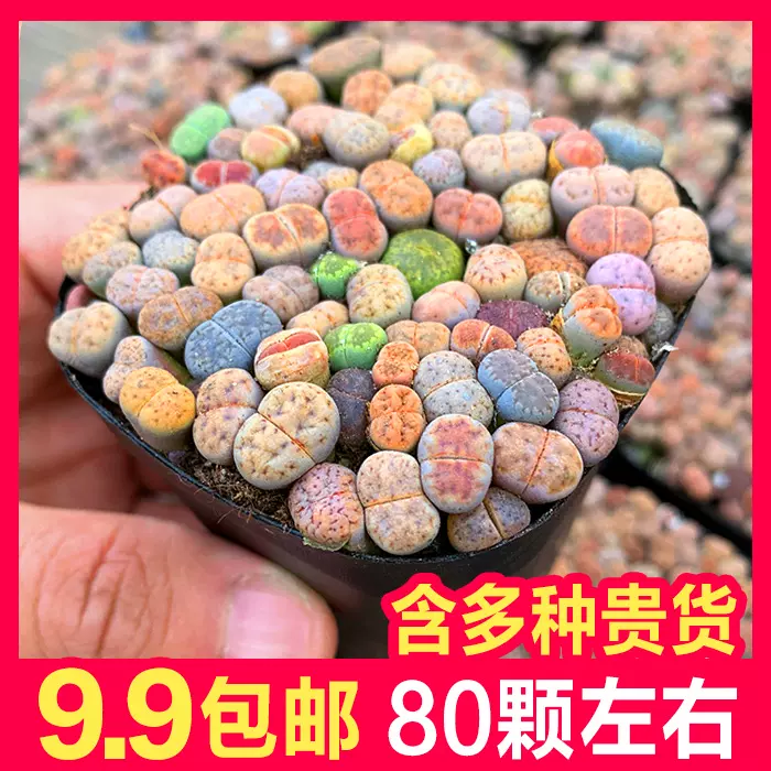 石头花混合 新人首单立减十元 21年11月 淘宝海外