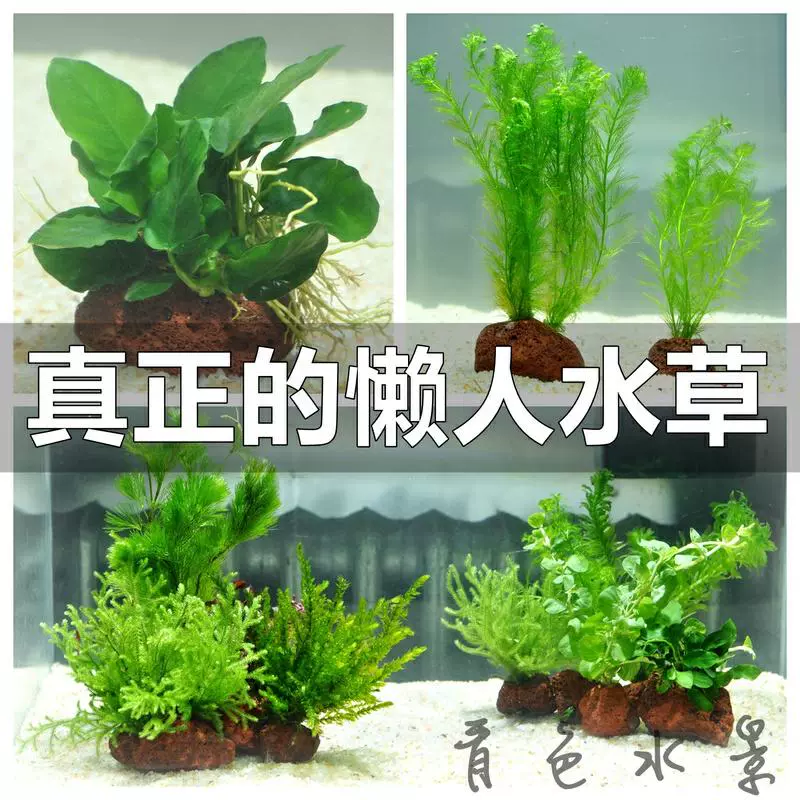 水中植物水培 新人首单立减十元 21年11月 淘宝海外