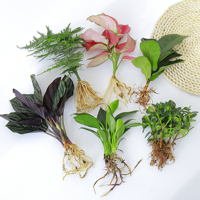 Hydroponic plants green plants indoor water-cultured white palm flowers potted arrowroot and green dill office four-season aquatic rich bamboo