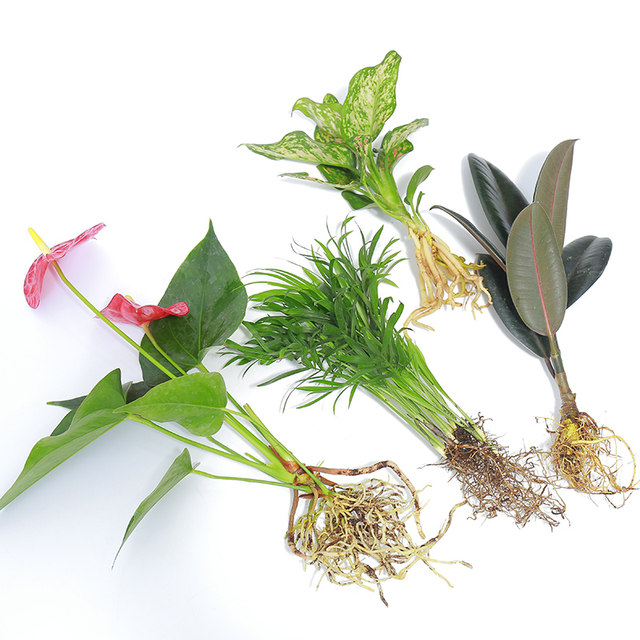 Hydroponic plants green plants indoor water-cultured white palm flowers potted arrowroot and green dill office four-season aquatic rich bamboo