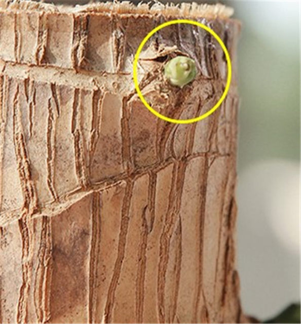 Brazilian wood -lucky wood water care plant small potted office office desktop Grute four seasons of tree stump water planted green plants