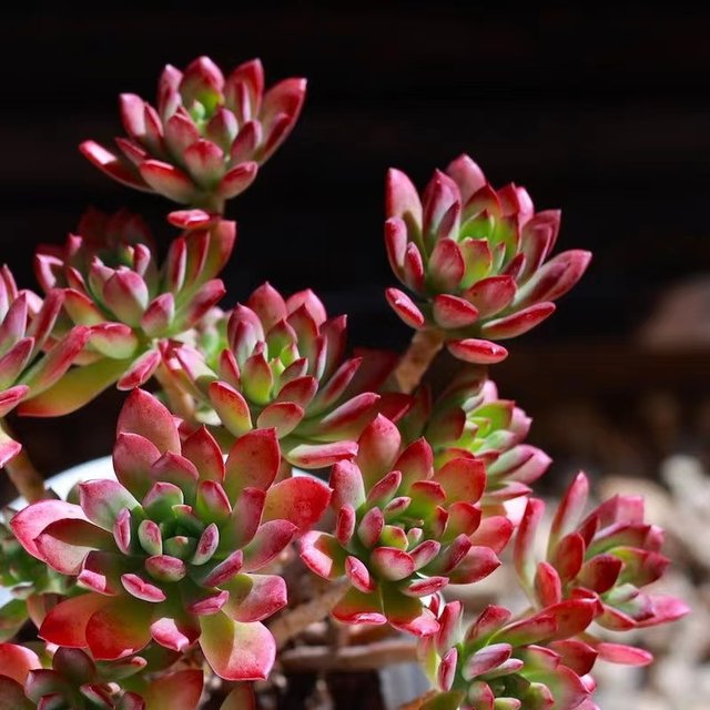 Red rose, red lotus, old pile, succulent, newbie, newbie, balcony, courtyard, easy to raise succulent potted plants