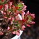 Red rose, red lotus, old pile, succulent, newbie, newbie, balcony, courtyard, easy to raise succulent potted plants