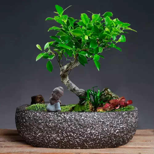 椭圆形盆栽盘 新人首单立减十元 22年2月 淘宝海外