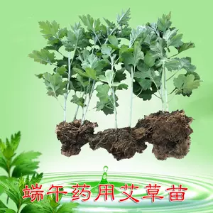 艾叶种子 新人首单立减十元 22年4月 淘宝海外