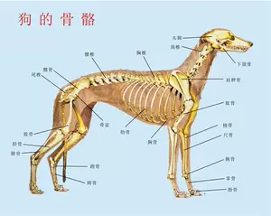 狗结构图 Top 48件狗结构图 22年11月更新 Taobao