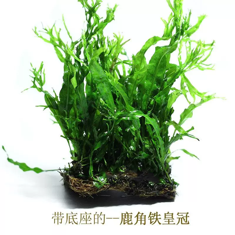 鱼缸水族箱造景皇冠水草鹿角铁皇冠中后景水草阴性水草