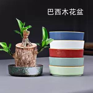 富贵花盆栽 新人首单立减十元 22年2月 淘宝海外