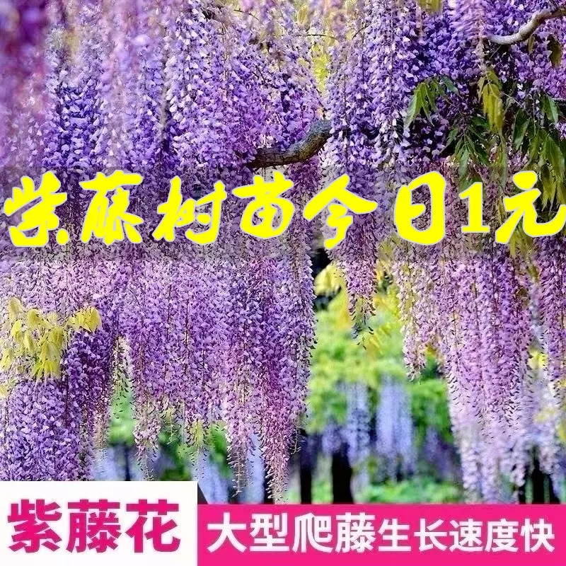 紫藤花树苗爬藤植物庭院围墙四季开花紫藤萝多长花藤季