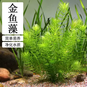 菊花草水草 新人首单立减十元 22年7月 淘宝海外