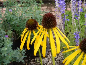 宿根草 新人首单立减十元 22年9月 淘宝海外