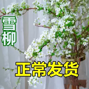 銀柳 新人首單立減十元 22年10月 淘寶海外