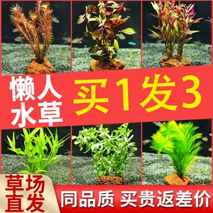 淡水缸水草 新人首单立减十元 22年8月 淘宝海外